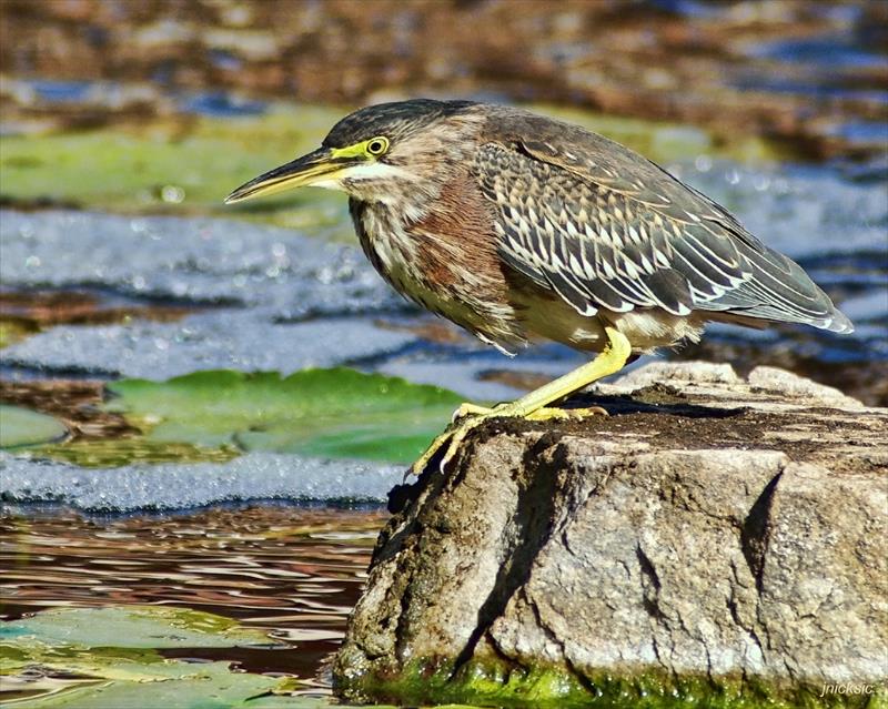 Lagoon - Bird on rock
