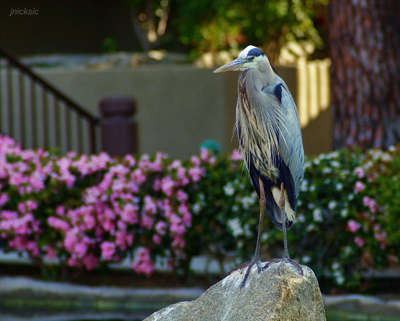 Lagoon - Bird perched on rock