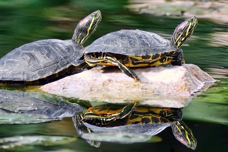 Lagoon - Turtles